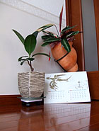 シーノ・タカヒデ2006年カレンダー